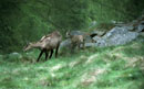 <center>
Après un affût de 6 heures ! Cette mère sort du<br>
sous-bois pour venir dans la prairie où je me trouve.
 mere cabri chamois alpes grabd paradis 